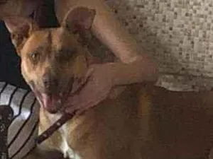 Cachorro raça Mix pitbull idade 1 ano nome Julie