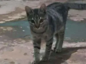 Gato raça  idade 2 a 6 meses nome tigreza