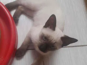 Gato raça Srd idade 2 a 6 meses nome Macho 