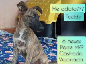 Cachorro raça SRD idade 2 a 6 meses nome Toddy