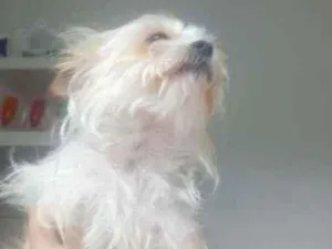 Cachorro raça ilhasa misturador com pinchers idade 1 ano nome floquimho
