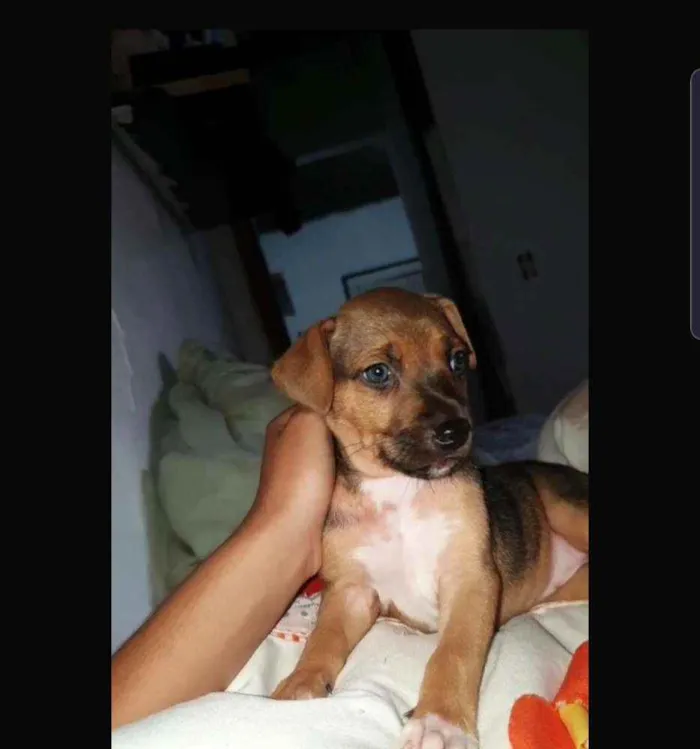 Cachorro ra a Fox idade Abaixo de 2 meses nome Ñ tem 