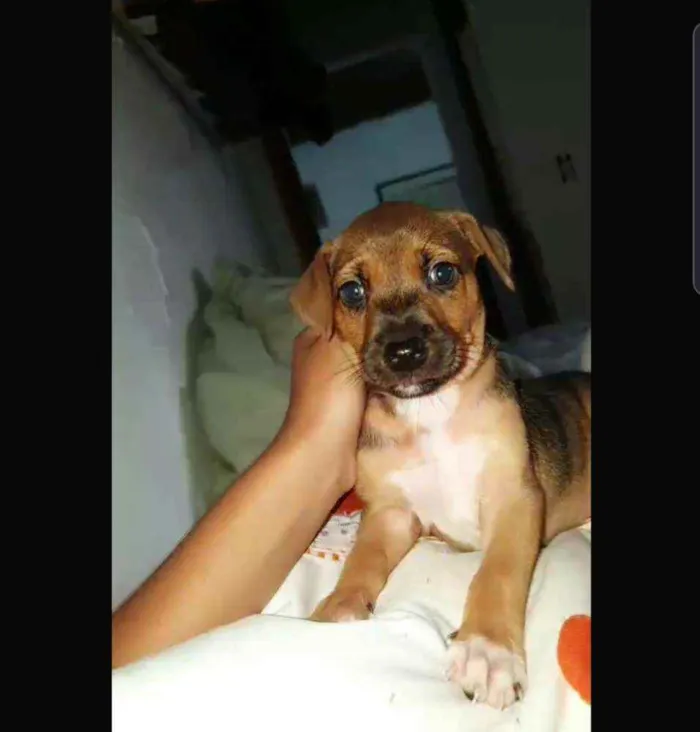 Cachorro ra a Fox idade Abaixo de 2 meses nome Ñ tem 