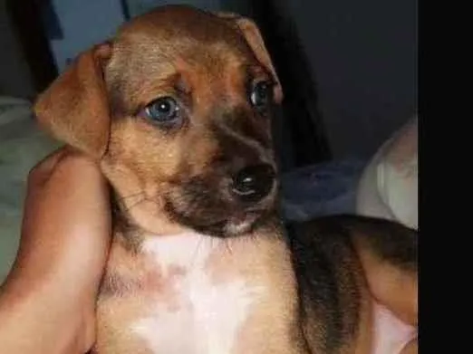 Cachorro ra a Fox idade Abaixo de 2 meses nome Ñ tem 