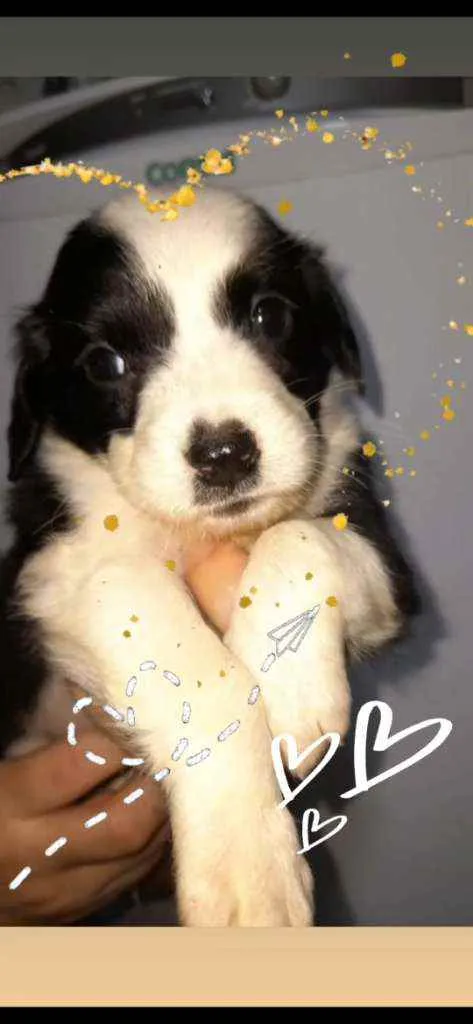 Cachorro ra a SRD idade Abaixo de 2 meses nome Sami