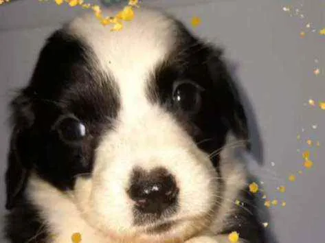 Cachorro ra a SRD idade Abaixo de 2 meses nome Sami