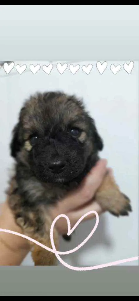 Cachorro ra a SRD idade Abaixo de 2 meses nome Zoe