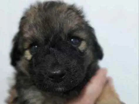 Cachorro ra a SRD idade Abaixo de 2 meses nome Zoe