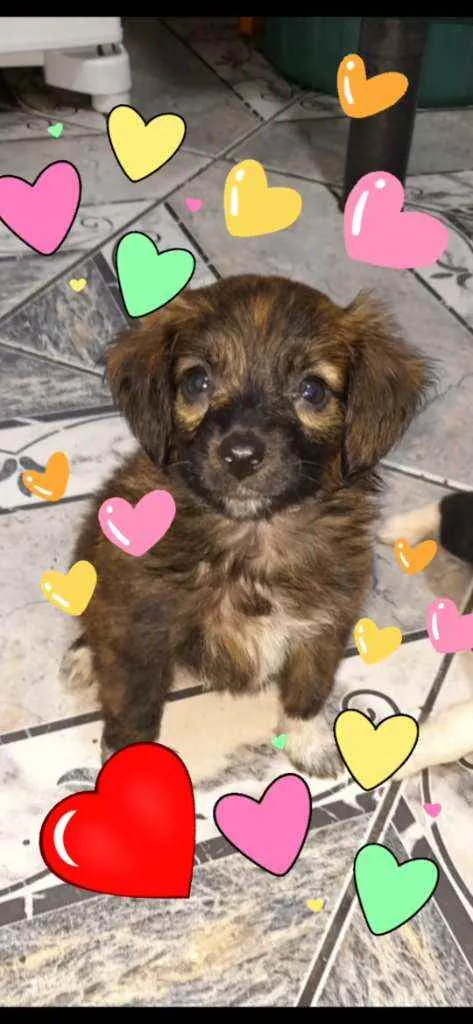 Cachorro ra a SDR idade Abaixo de 2 meses nome Lessie