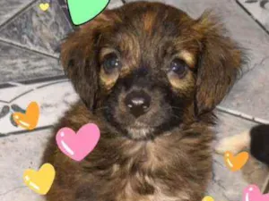 Cachorro raça SDR idade Abaixo de 2 meses nome Lessie