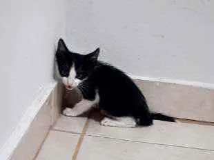 Gato ra a  idade Abaixo de 2 meses nome Nome de escolha 