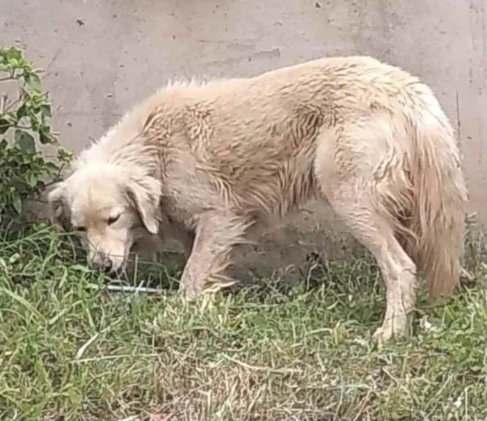 Cachorro ra a Mestiço  idade 7 a 11 meses nome Apollo 