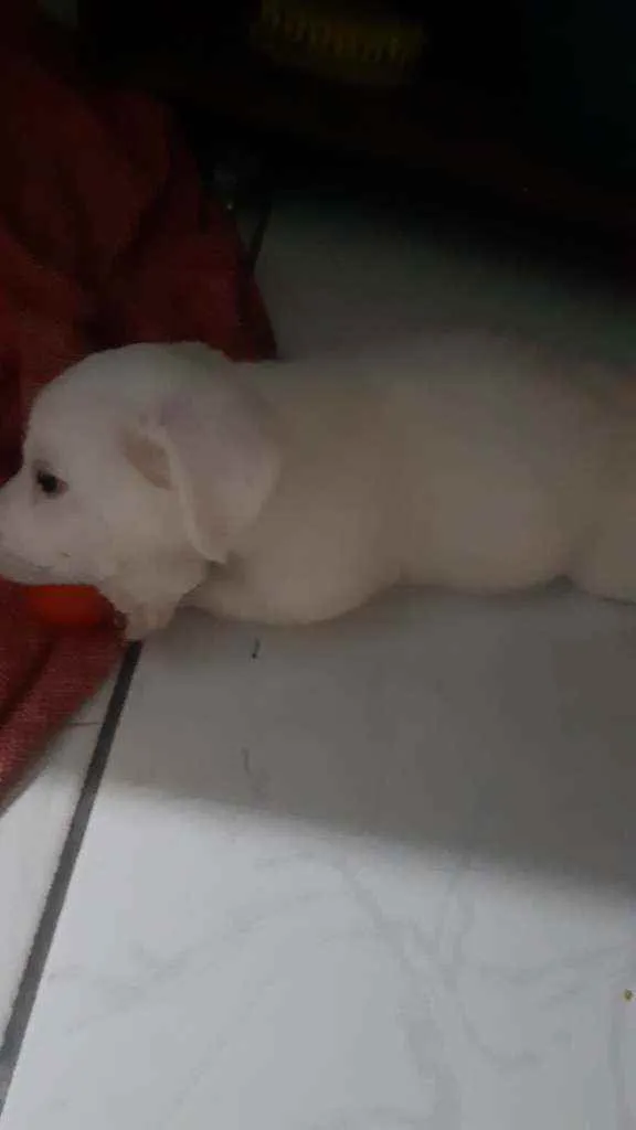 Cachorro raça SRD idade 2 a 6 meses nome Petisco