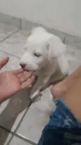 Petisco