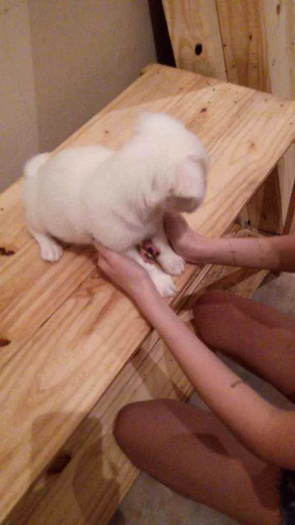 Cachorro raça SRD idade 2 a 6 meses nome Petisco