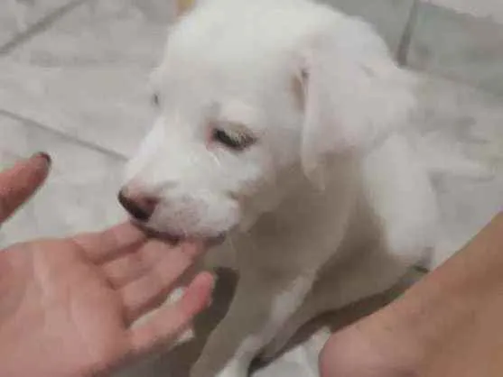 Cachorro raça SRD idade 2 a 6 meses nome Petisco