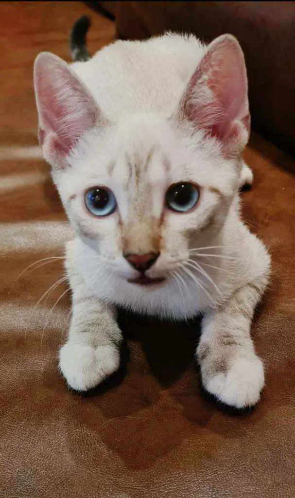 Gato ra a SRD idade 2 a 6 meses nome Gorran