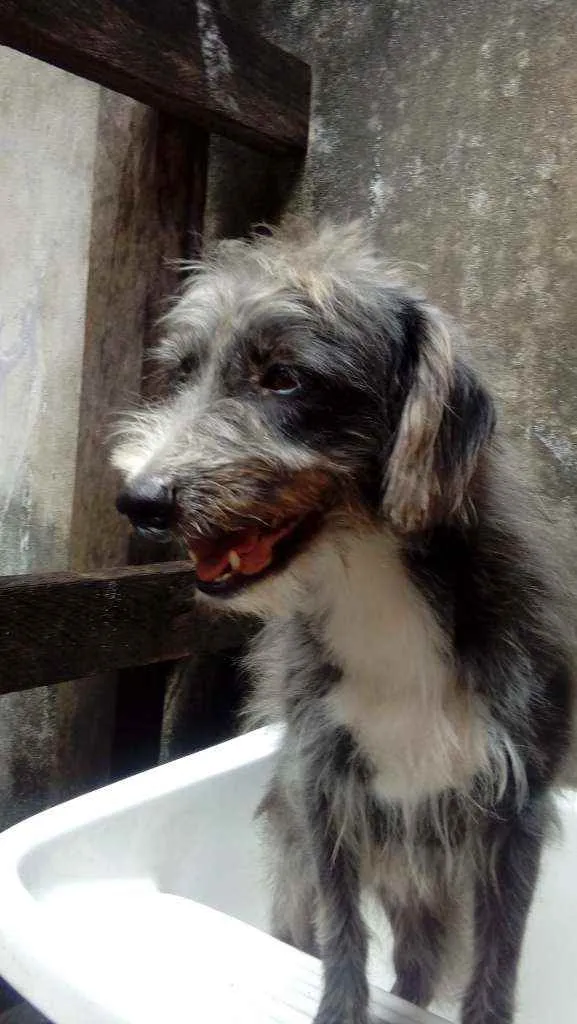 Cachorro raça Vira lata idade 2 a 6 meses nome Pretinha