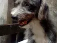 Pretinha
