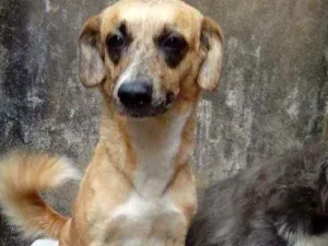 Cachorro raça Vira lata idade 2 a 6 meses nome Maria