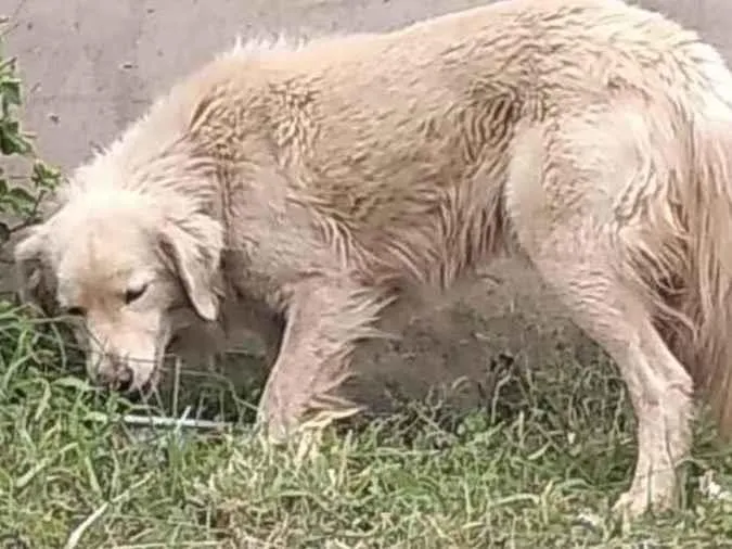 Cachorro ra a Mestiço  idade 7 a 11 meses nome Apollo 