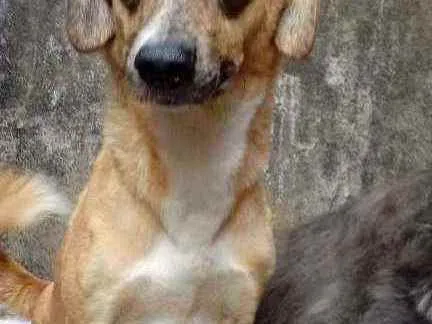 Cachorro raça Vira lata idade 2 a 6 meses nome Maria