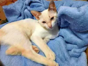Gato raça S/D  idade 2 a 6 meses nome Yasmin 