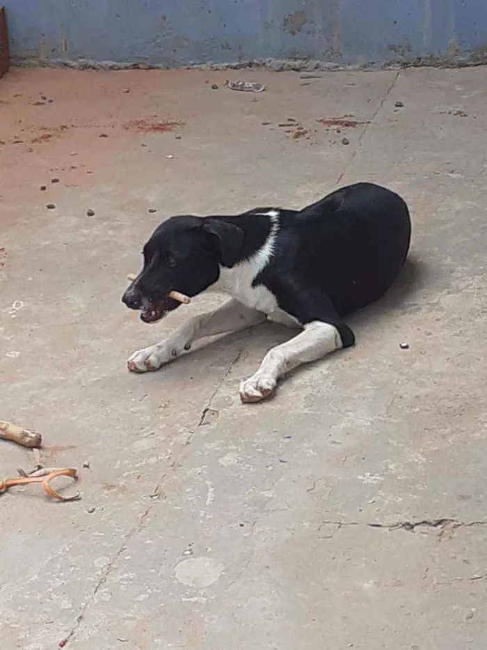 Cachorro ra a Vira lata idade 7 a 11 meses nome Nina