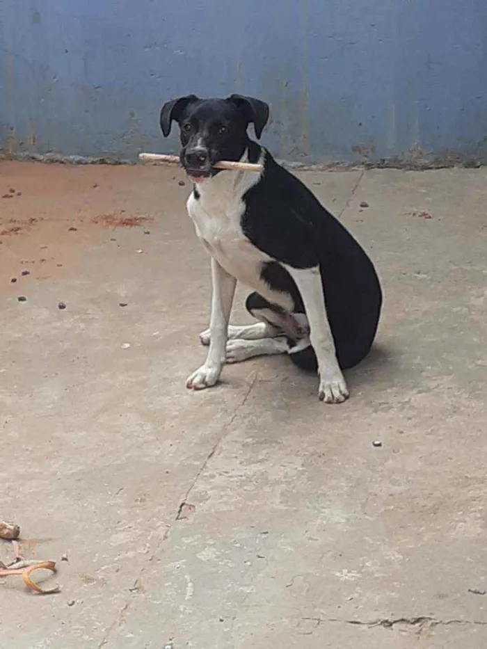 Cachorro ra a Vira lata idade 7 a 11 meses nome Nina