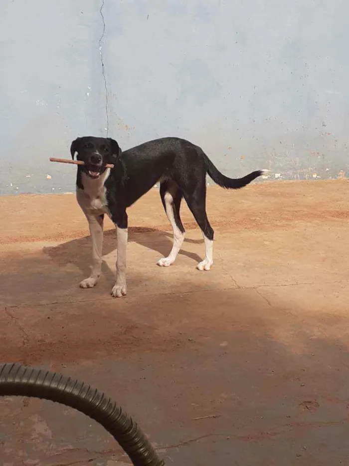 Cachorro ra a Vira lata idade 7 a 11 meses nome Nina