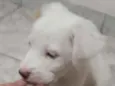 Petisco