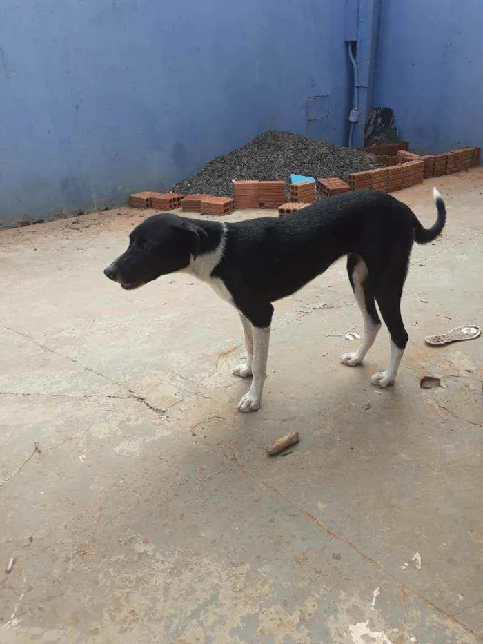 Cachorro ra a Vira lata idade 7 a 11 meses nome Nina