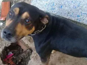 Cachorro raça indefinida idade 3 anos nome Billy