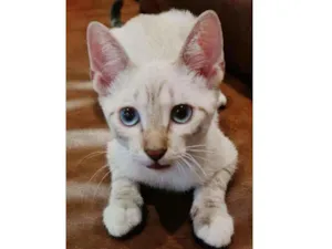 Gato raça SRD idade 2 a 6 meses nome Gorran
