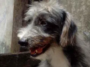 Cachorro raça Vira lata idade 2 a 6 meses nome Pretinha
