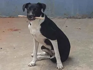 Cachorro raça Vira lata idade 7 a 11 meses nome Nina