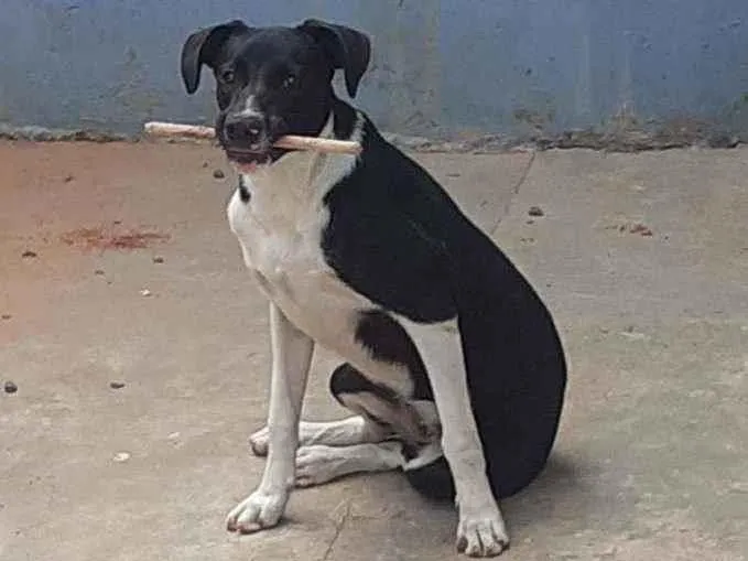 Cachorro ra a Vira lata idade 7 a 11 meses nome Nina