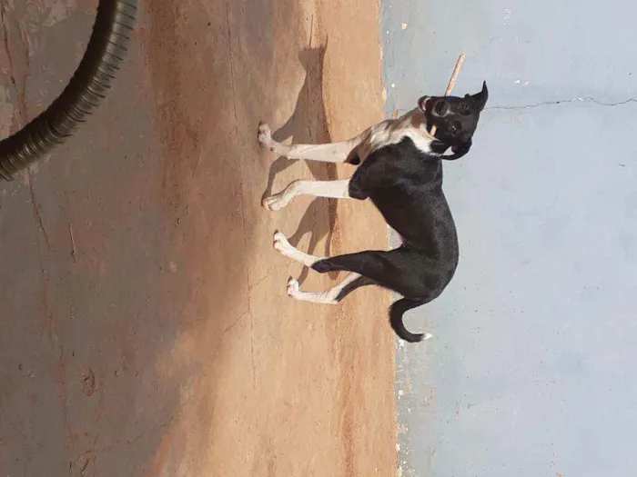 Cachorro ra a Vira lata idade 7 a 11 meses nome Nina