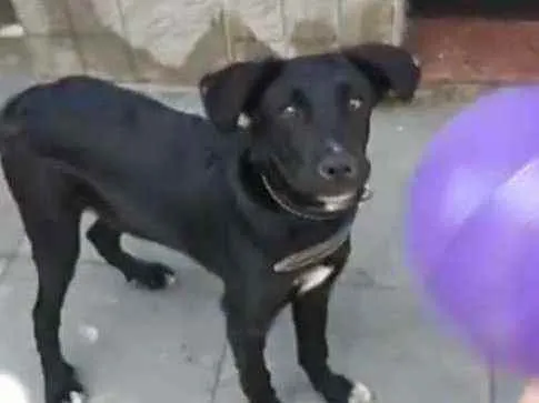 Cachorro raça Srd idade 7 a 11 meses nome Thor