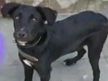Cachorro raça Srd idade 7 a 11 meses nome Thor