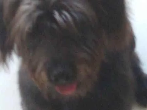 Cachorro ra a Vira lata idade 7 a 11 meses nome Flock