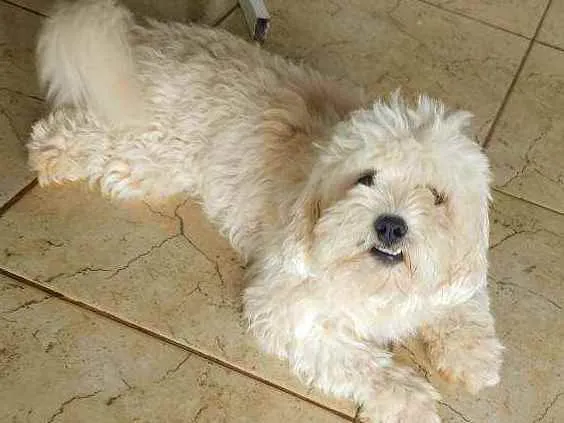 Cachorro ra a Maltês idade 2 anos nome Doc