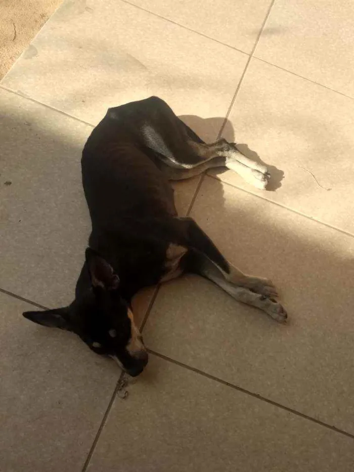 Cachorro raça Indefinida idade 7 a 11 meses nome Mel