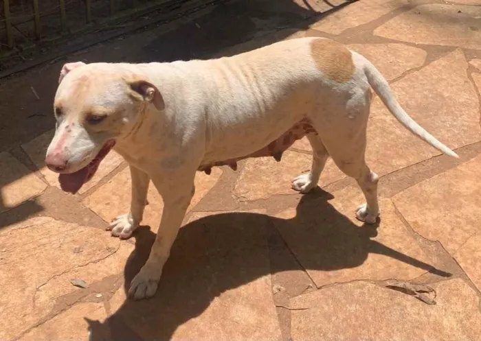 Cachorro raça Pitbull (misturado) idade 5 anos nome MEG e ROMEU