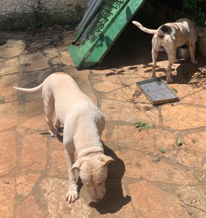 Cachorro raça Pitbull (misturado) idade 5 anos nome MEG e ROMEU