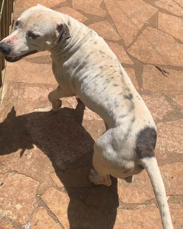 Cachorro raça Pitbull (misturado) idade 5 anos nome MEG e ROMEU