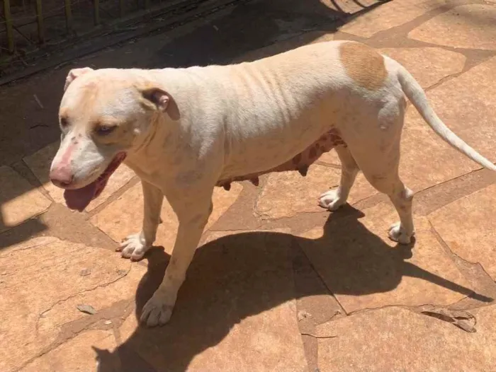 Cachorro raça Pitbull (misturado) idade 5 anos nome MEG e ROMEU