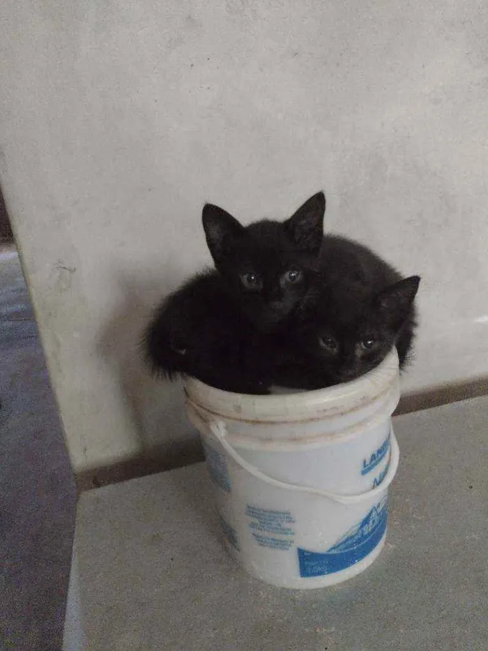 Gato ra a Indefinida idade 2 a 6 meses nome 2machinhos pretos