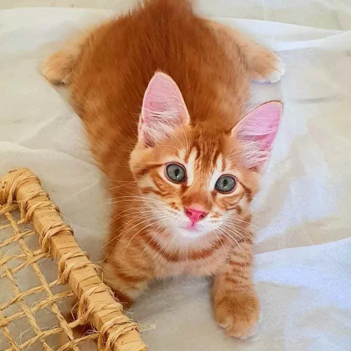 Gato ra a SRD idade 2 a 6 meses nome Dourado