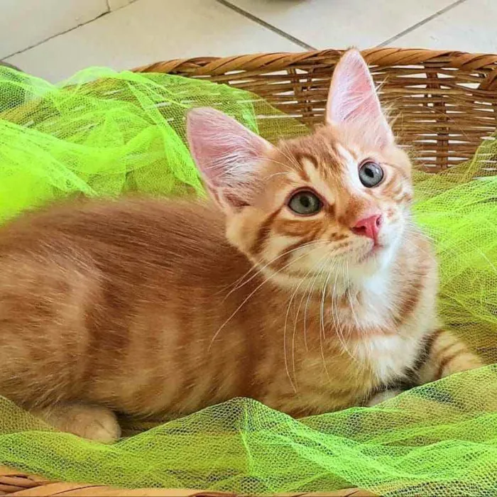 Gato ra a SRD idade 2 a 6 meses nome Dourado